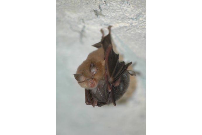 samice vrápence malého s mládětem_JŠ