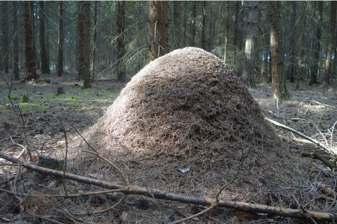 detail mraveniště_MHu