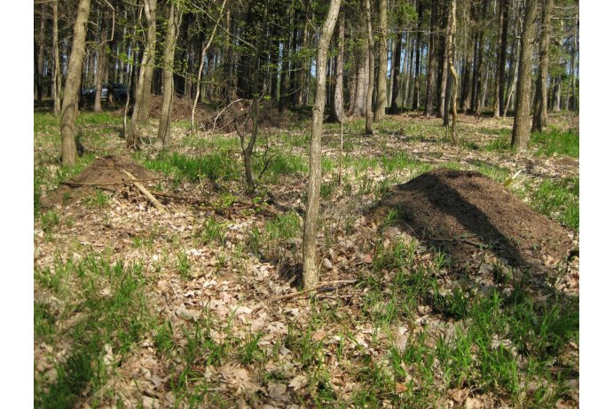 komplex mravenišť v PP Rodlen_ES