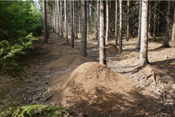 místo s největší koncentrací mravenišť v PP_MHu