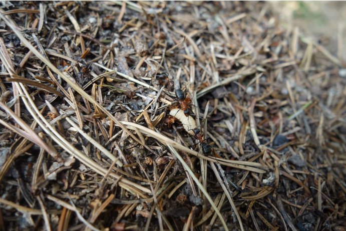 mravenci pospolití_MHu