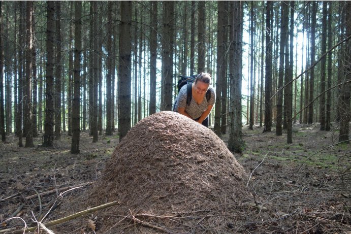 mraveniště dosahují vekých rozměrů_MHu