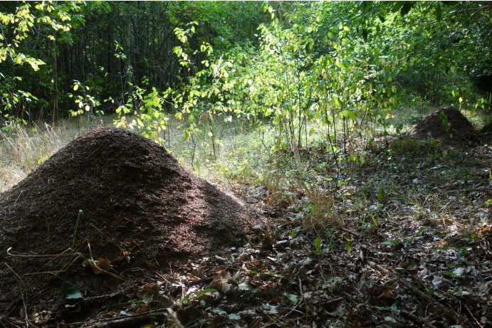 mraveniště v PP Rodlen_MHu
