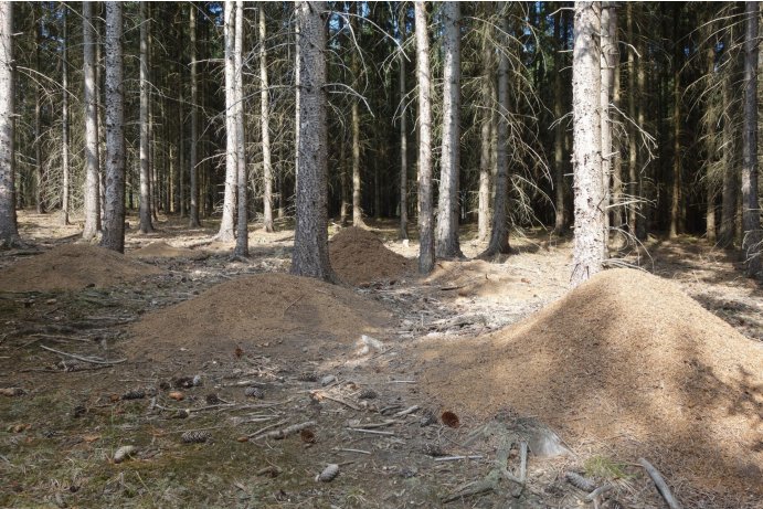 pohled na mraveniště_MHu