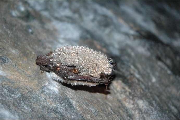 netopýr Brandtův_JŠ