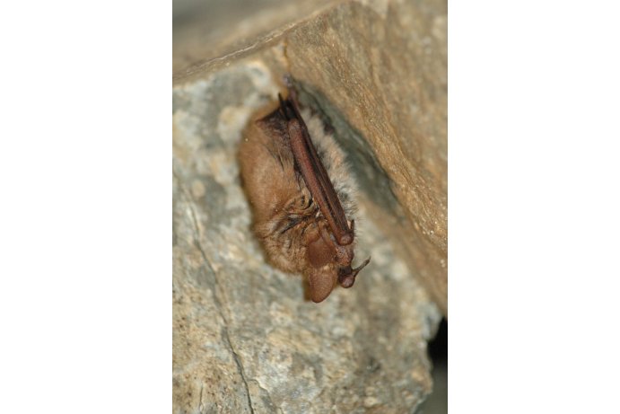 netopýr brvitý_JŠ