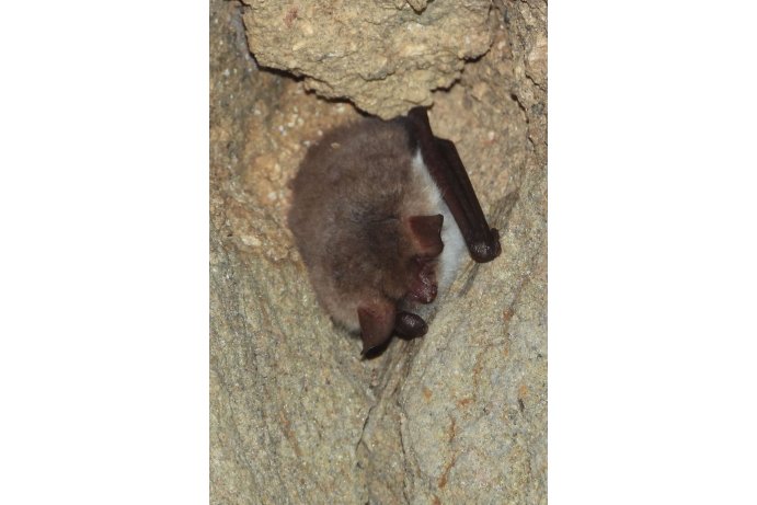 netopýr řasnatý_JŠ
