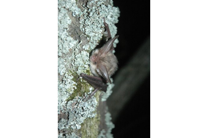 netopýr ušatý_JŠ