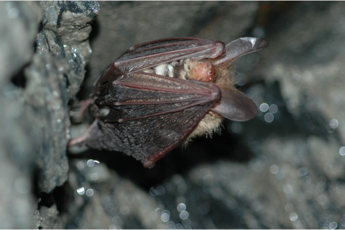 netopýr velkouchý_JŠ