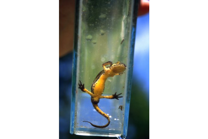 břišní strana čolka karpatského_JŠ