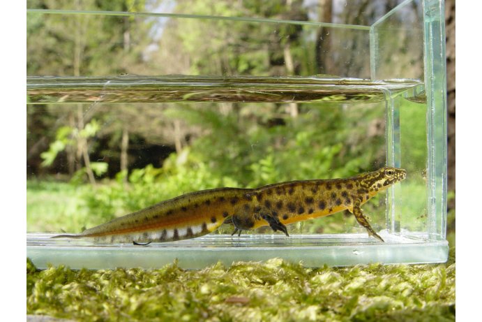 čolek karpatský samec_LK