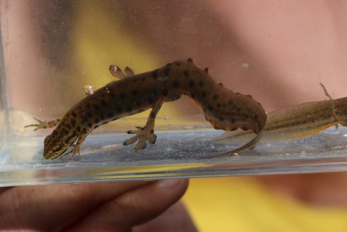 čolek obecný samec_JŠ