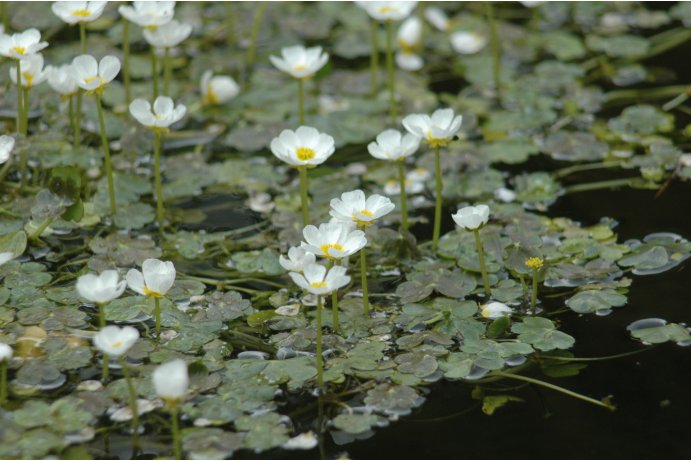 lakušník vodní_JŠ