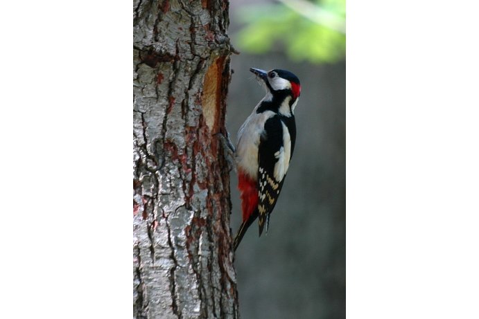 strakapoud velký_FJ