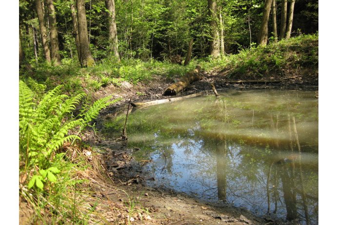 tůň jako rozmnožiště obojživelníků_ES