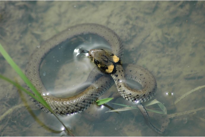 užovka obojková_JŠ