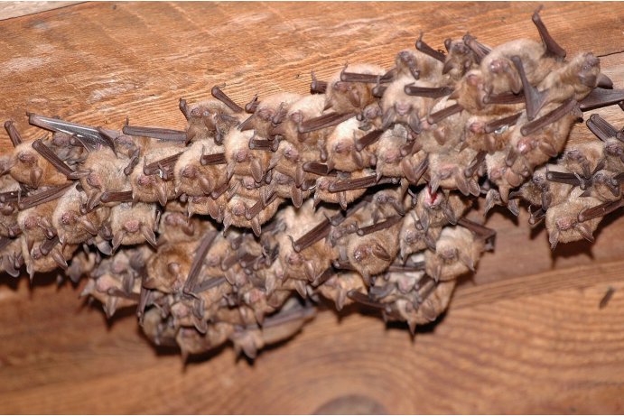 letní kolonie netopýra brvitého_FJ