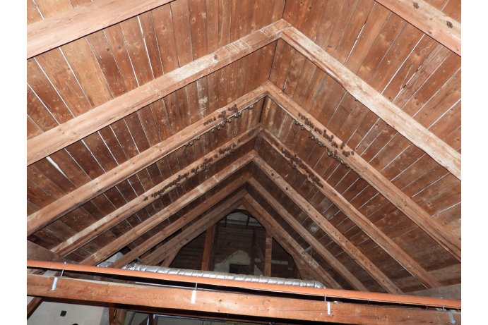 půda s letní kolonií netopýrů_JŠ