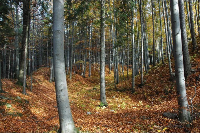 bučiny v PR na podzim_FJ