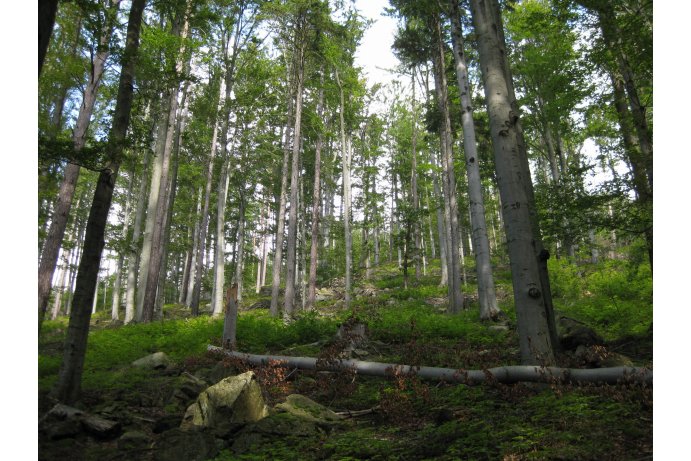 bučiny v PR Račí údolí_ES