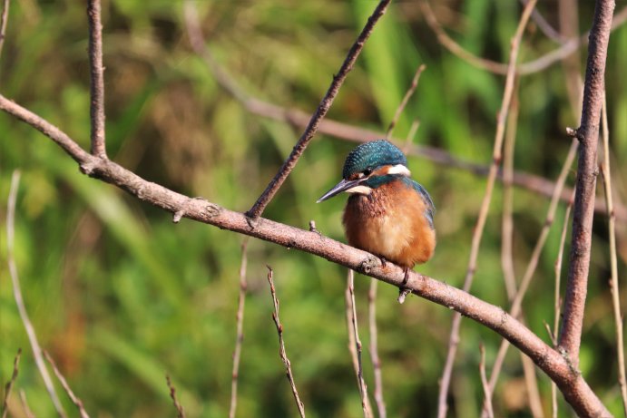 ledňáček říční_DŘ