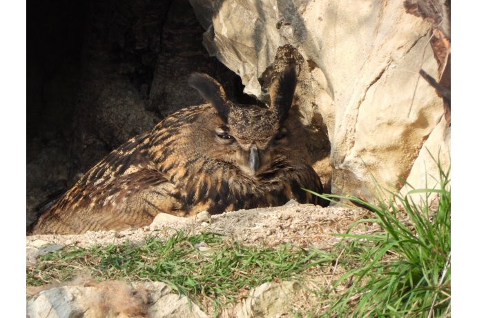 samice výra velkého_DK