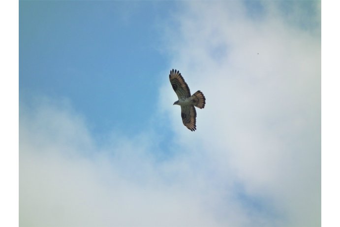 včelojed lesní_DŘ