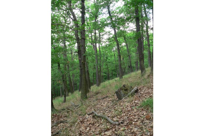 teplomilná doubrava v PR_archiv