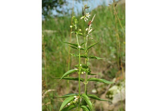 tolita lékařská_ES