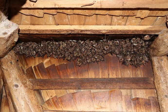 netopýří kolonie v Hanušovickém kostele_JŠ