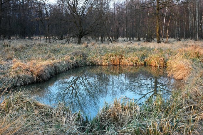 Království, tůň s porostem vysokých ostřic
